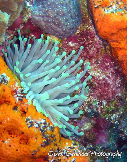 Diagonal Anemone